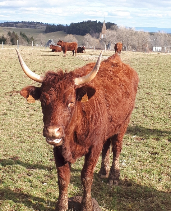 Crédit photo Sophie MICHAUX