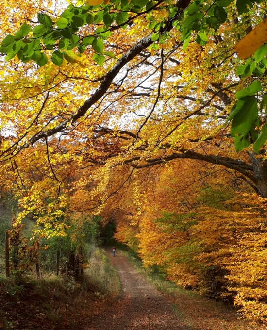 chemin de Saint-Victor à Jassat