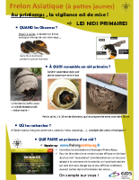 frelon-asiatique-nids-primaires-version-if-1